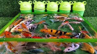 Unboxing Ikan Hias Warna Warni, Bayi Kura Kura, Ikan Koki, Ikan Glofish, Ikan Koi, Tangkap Ikan Hias