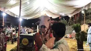 2 dantt sibi mela winner fibi cattle Gulshan block 1 #foryou #viral #sibi #2dantt