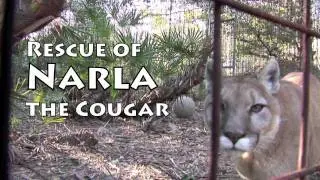 COUGAR RESCUE! Backyard Big Cats