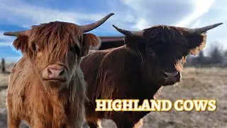Walking With Highland Cows 🐮