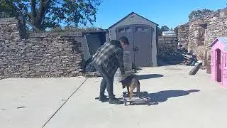 Lucy- German Shepherd/Australian Shepherd/Rottweiler mix- BPF Puppy School- Wk2 D4- Review Video