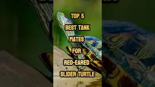 Top 5 Best Tank Mates for Red-Eared Slider Turtle 🐢 Turtle Tank Companion 2025 #shorts #turtlefacts