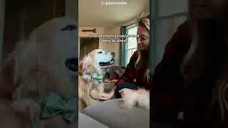 Senior Golden Retriever ADOPTED 🥹