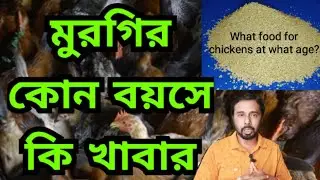 মুরগির কোন বয়সে কি খাবার | মুরগির ম্যাচ | মুরগির খাবার বয়স অনুপাতে | poultry feed | krishak dada