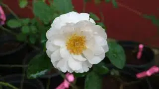 Winchester Cathedral (David Austin Rose)