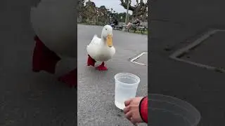 Big Duck Energy