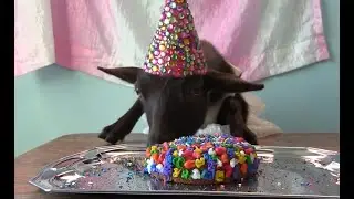 The World's Most Spoiled Animals😨😂
