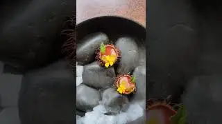 cocina molecular rambutan ceviche, yuzu, mint #michelin #mexicanfood #michelinfood #altacocina