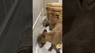 Mr. Armadillo: &ldquo;I&rsquo;m off!&rdquo; &hellip; &ldquo;And I&rsquo;m back!🦔🦔💨💨