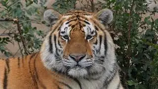 SIBERIAN TIGER LOOKING TO THE SIDE AND SHAKING HIS HEAD 4K