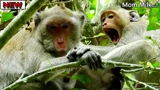 Jane can't sit nurse Janna on the tree Cos hate face Janet try scream ask milk & disturb Janna milk