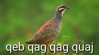 pikat đa đa qag qag quaj g&aacute;y pikat