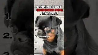 RANKING BEST SHOCKED DOG REACTION #dog #funny
