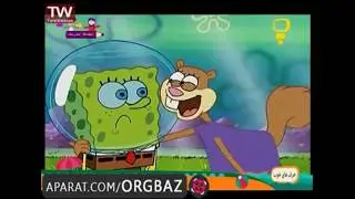 Persian Sandy Cheeks