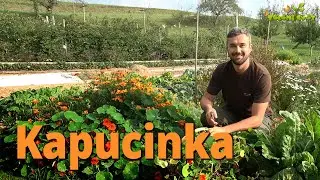 Kapucinka odganja strune, u&scaron;i in ostale &scaron;kodljivce
