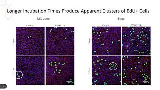 ARVO 2020: Proliferation of human corneal endothelia in organ culture