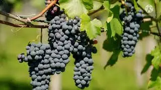 #shorts | black grapes | Kala angur | Angur Ka paudha | fruits plant | faldar vriksh | nature lover