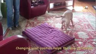 Why Teach A Puppy Go-to-Mat?