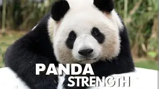 Behind the Cute Face: Panda&rsquo;s Brutal Strength