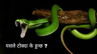 Haryou sarpa(White lipped pit viper) and Himalayan  Habu pit viper||sankes in nepal||More to Learn