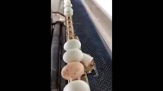 Automated egg sorting machine Smart engineering