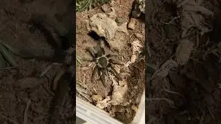 Hysterocrates gigas feeding #tarantula #animals #arachnids #hysterocratesgigas #beautiful #feeding