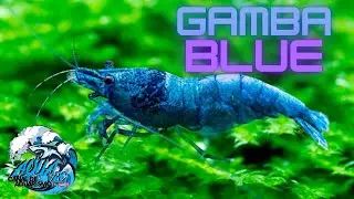 | GAMBA BLUE, CUIDADOS Y REPRODUCCION | AQUA RC |
