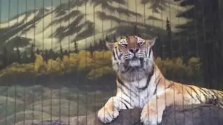 Tiger Meow Frightens Kiddies at Lincoln Park Zoo