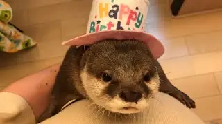 Otter sakura  frolicking at the third birthday party