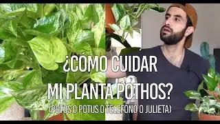 &iquest;C&oacute;mo cuidar la planta Pothos (potos o potus o telefono)?