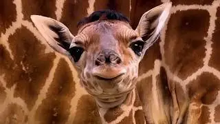 Newborn Giraffe With Distinctive Hair-do is Charming Visitors at Ohio Zoo