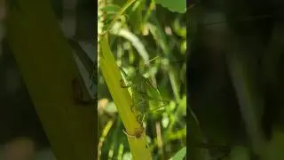 Great green bush-cricket Serenade - Tettigonia viridissima