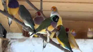 diamants de gould en voliere
