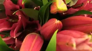 Lilium