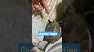 Communication