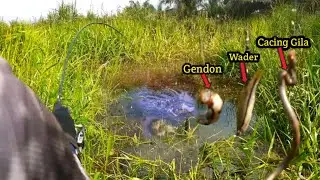 VIRAL!! UMAPAN MANCING IKAN BUJUK/KIHUNG TERBUKTI GACORR #AS-150