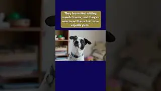 How do dogs perceive time? | Do they have a sense of past and future? #dogs #dogbehavior #doglovers
