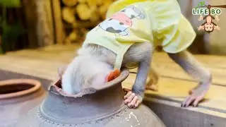 Baby monkey Bobo lucky to find fruit, was thirsty