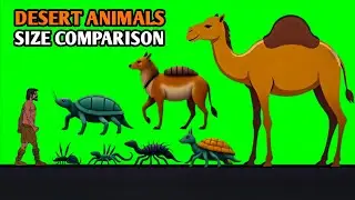 Desert Animals Size Comparison | Desert Animals March in 2025