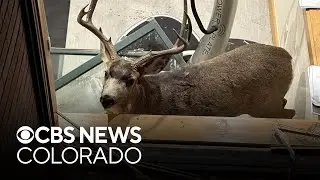 Sparring deer crash into Colorado basement, get tranquilized, tagged, and released