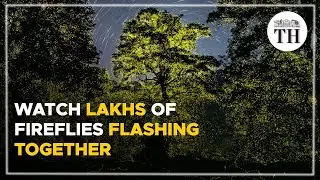 Watch lakhs of fireflies flashing together | The Hindu