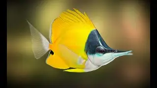 Fish Forcipiger Flavissimus low poly