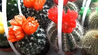 Best Plants and Flower Shop in Sharjah/Sharjah Affordable Price Plants
