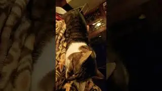 Cat dance wants a milkshake