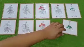 Parts of Plant (Presentation)
