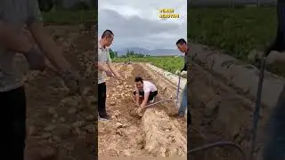 Alat Panen Kentang Sederhana