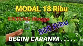 Tanaman Sawi Caisim Modal Sedikit Untung Banyak