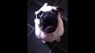 Pug crying at her whistle!