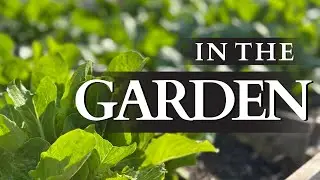 The Early Beginnings of a Homemaker's Potager Garden | Daily Gardening Routines