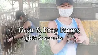Exploring my backyard (not literally): Goat & Frog Farms